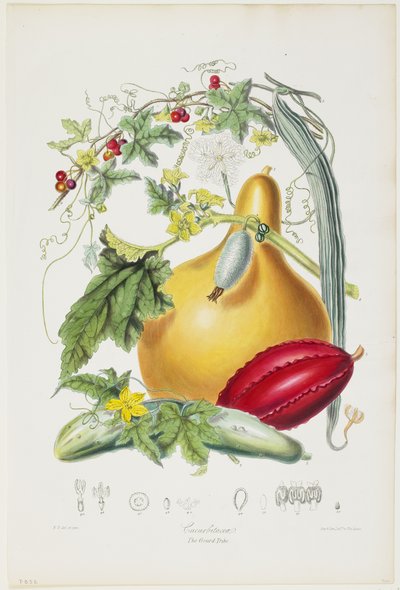 Cucurbitaceae, The Gourd Tribe, from Illustrations of the Natural Orders of Plants by Elizabeth Twining
